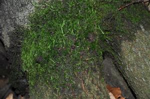 Dicranum viride v TMP_10