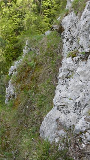 Pohľad na časť TML, kde rastie Pulsatilla subslavica 