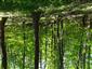 Eurosibírske dubové lesy na spraši a piesku (31.5.2023)
