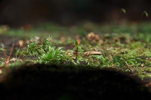 Buxbaumia viridis v TMP_1