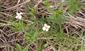 druh Gratiola officinalis
