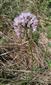 druh Allium angulosum