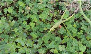 druh Marsilea quadrifolia - na súši