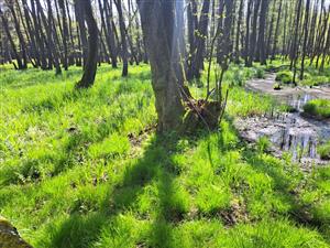 Fotografia zachytáva biotopy v TML.
