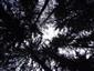 Brezové, borovicové a smrekové lesy na rašeliniskách (12.7.2013)