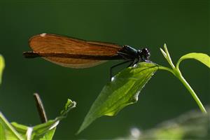 Calopteryx virgo hadovka obyčajná samica