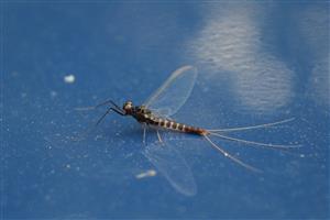 Paraleptophlebia submarginata