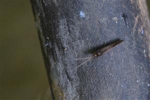 Trichoptera sp.