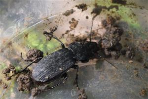 Abax schüpelli
