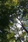Lužné dubovo-brestovo-jaseňové lesy okolo nížinných riek (19.5.2014)