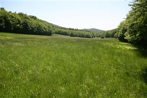 Celkový pohľad na biotop smerom na J