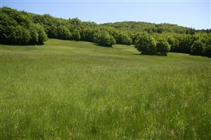 Celkový pohľad na biotop smerom na V