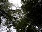 Teplomilné panónske dubové lesy (5.6.2023)
