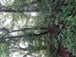 Teplomilné panónske dubové lesy (5.6.2023)