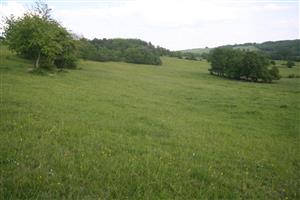 Celkový pohľad na biotop smerom na V