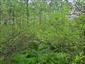 Brezové, borovicové a smrekové lesy na rašeliniskách (6.6.2023)