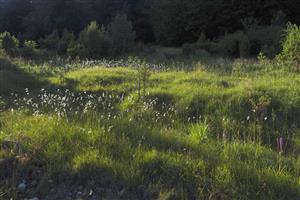 Biotop na TML, pohľad zdola.