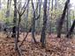 Bukové a jedľové kvetnaté lesy (17.10.2013)