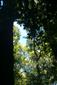Lužné dubovo-brestovo-jaseňové lesy okolo nížinných riek (20.5.2014)