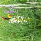 Suchomilné travinnobylinné a krovinové porasty na vápnitom podloží (*dôležité stanovištia Orchideaceae) (7.6.2023)