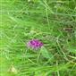 Suchomilné travinnobylinné a krovinové porasty na vápnitom podloží (*dôležité stanovištia Orchideaceae) (7.6.2023)