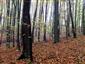Bukové a jedľové kvetnaté lesy (16.10.2013)