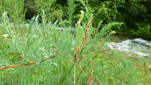 Štrkové lavice s Myricaria germanica