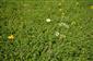 Suchšie plochy osídľuje hustý porast Trifolium campestre