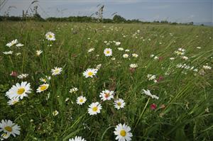 Kvetnatý porast s Leucanthemum vulgare a Lathyrus nissolia