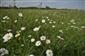 Kvetnatý porast s Leucanthemum vulgare a Lathyrus nissolia