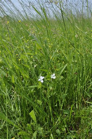 Viola pumila v poraste