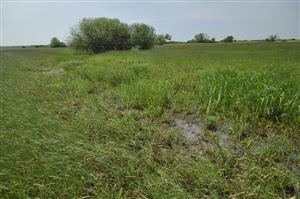 Vlhšia plocha tvorí mozaiku s biotopom vysokých ostríc