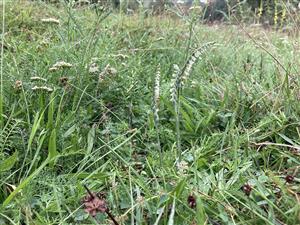 Spiranthes spiralis na lokalite