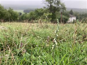 Spiranthes spiralis na lokalite