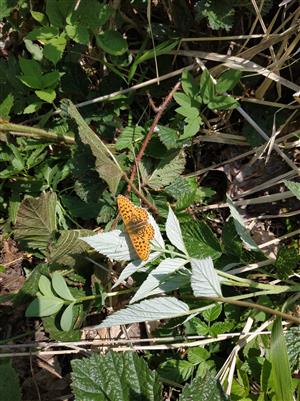 Boloria euphrosyne