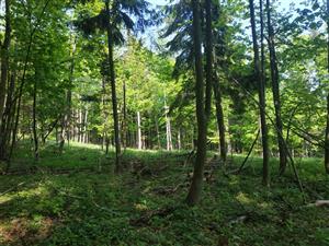 pohľad na medzeru v lese, kde sa vyskytovalo veľa jedincov