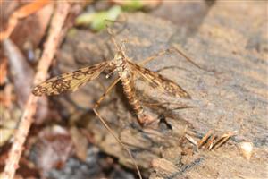 Epiphragma ocellaris