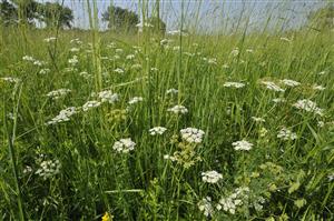 Oenanthe silaifolia v poraste