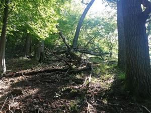 Fotografia zachytáva biotopy v TML.