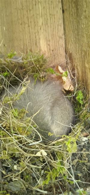 Glis glis