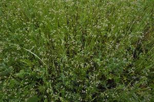 Monotónny porast Valerianella