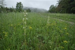 Salvia austriaca na okraji TML