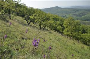 Porast Verbascum phoeniceum