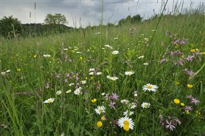 Kvetnatý porast s Lychnis flos-cuculi, Holcus lanatus, Leucanthemum vulgare a ďalšími lúčnymi druhmi  