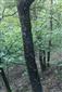 Teplomilné panónske dubové lesy (27.5.2014)