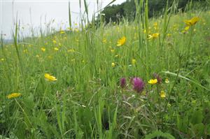 Melampyrum arvense v poraste