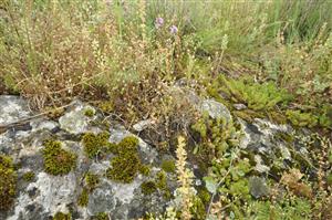 Pionierske porasty so Sedum sexangulare a jednoročnými terofytmi, napr. Saxifraga tridactylites