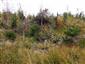 Brezové, borovicové a smrekové lesy na rašeliniskách (14.10.2013)