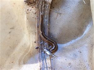 TML, Hirudo medicinalis