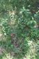 Teplomilné panónske dubové lesy (26.5.2014)